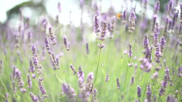 紫色开花的薰衣草地。黑山 — 图库视频影像