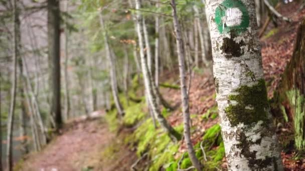 Signo de punto verde en el árbol. Señalización para senderismo en el parque — Vídeos de Stock