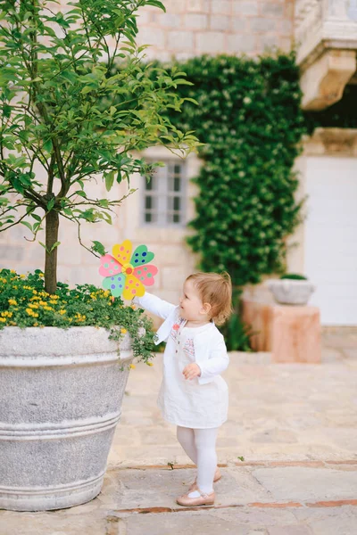 Kleines Mädchen brachte eine Spielzeugblume in eine Wanne mit einem Baum auf dem Hintergrund von Gebäuden der Stadt Perast — Stockfoto