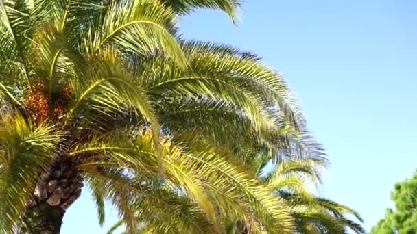 Groene takken van dadelpalmen op een blauwe lucht achtergrond — Stockvideo