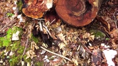 Biogradska Gora parkında yerde bir ağaç gövdesi var.