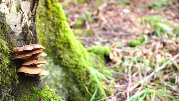 Tinder-Pilze wachsen auf einem Baumstamm — Stockvideo