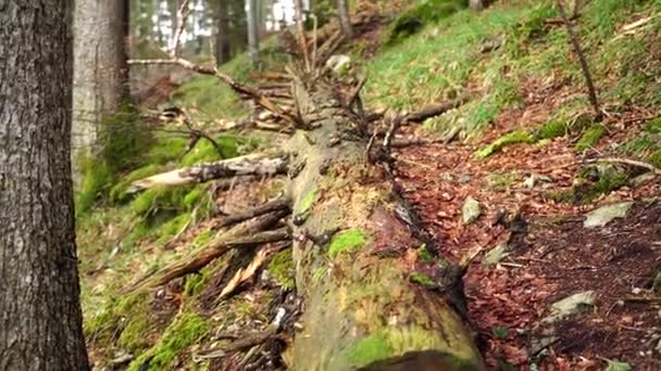 Alter Baum liegt an einem Berghang im Nationalpark Biogradska Gora — Stockvideo