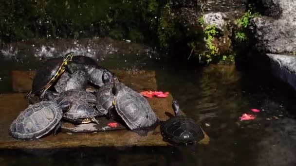 Schildkröten liegen im Brunnen der Villa Carlotta. Comer See, Italien — Stockvideo