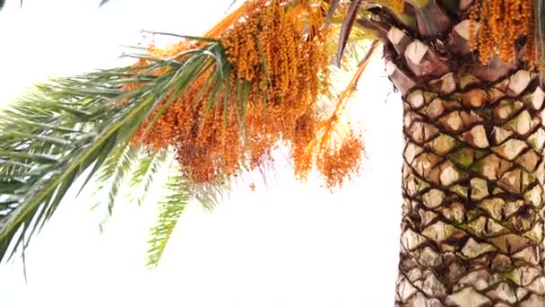 바람 이 대추야자가지에 나뭇잎을 흔들어 놓는다 — 비디오