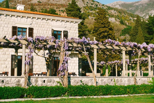 La glicina púrpura serpentea a través del mirador frente a la fachada de Villa Milocer. Montenegro — Foto de Stock