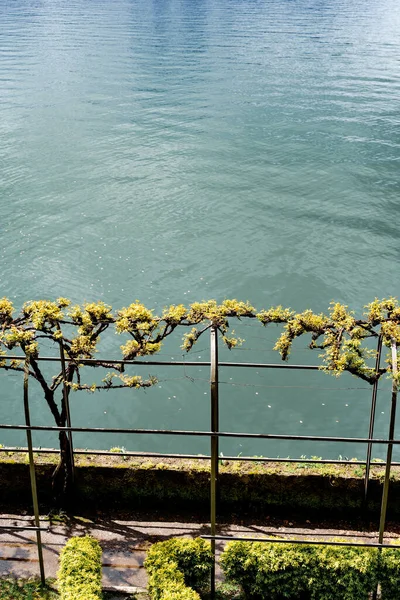 Metal fence entwined with greenery on the shore of the lake. Villa Monastero, Como, Italy — Stock Photo, Image