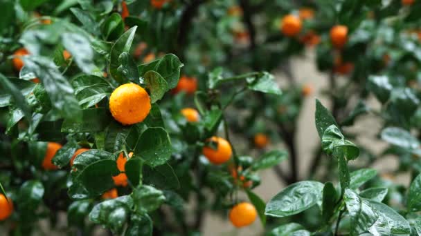 Rijpe mandarijnen hangen aan groene takken — Stockvideo