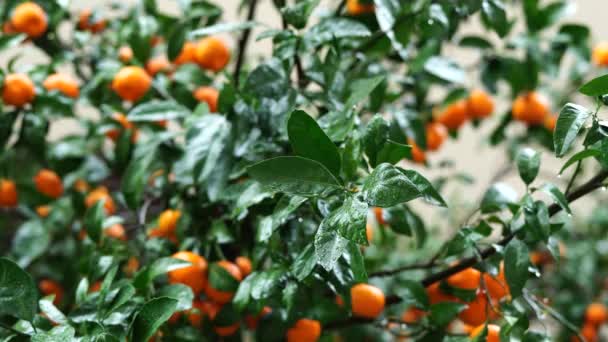 Regndroppar på de gröna grenarna av ett mandarin träd — Stockvideo