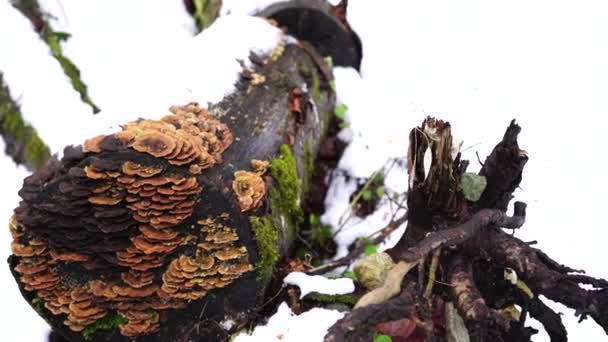 Polipory rosną na tarcicy w Parku Narodowym Biogradska Góra — Wideo stockowe