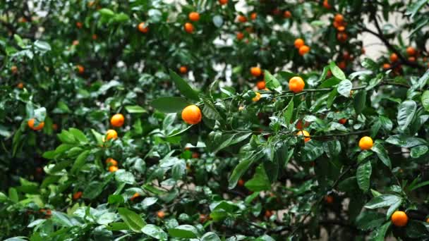 Ramos verdes de uma árvore de tangerina depois da chuva — Vídeo de Stock