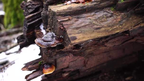 Polipory rosną na pniu drzewa w Parku Narodowym Biogradska Góra — Wideo stockowe