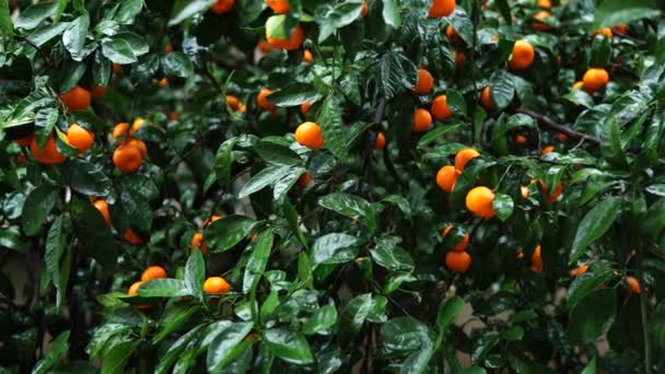 Mnoho zralých mandarinek visí na větvích stromů mezi zelenými listy — Stock video