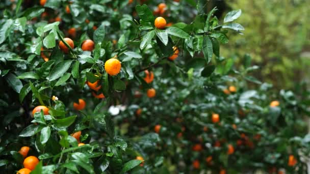 Zralé mandarinky mezi zelenými listy po dešti — Stock video