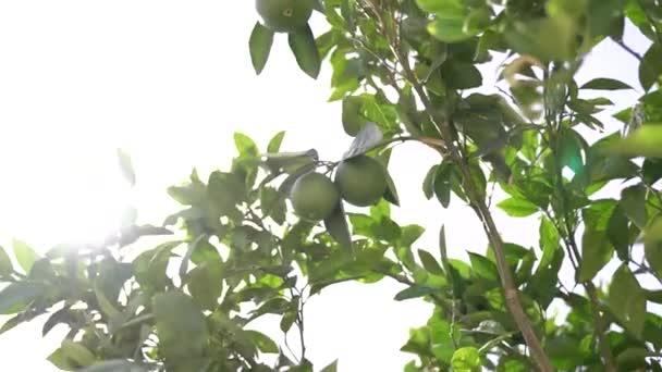 Green tangerines on tree branches against the sky — Stock Video