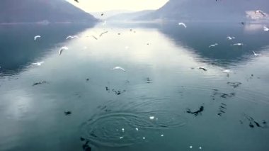 Perast sahilinin açıklarında, sisli dağların arkasında martılar uçar.