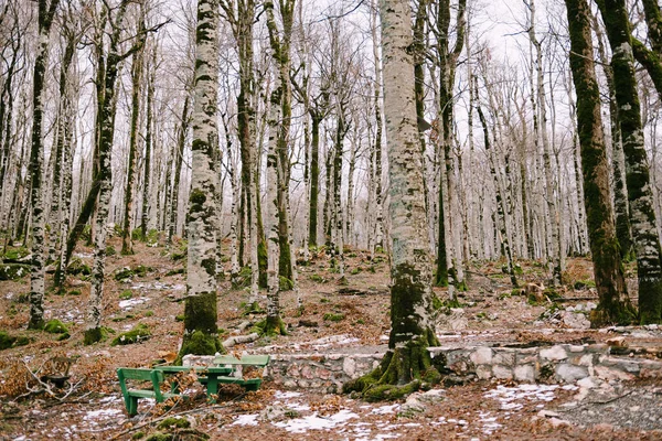 Лавки і стіл у лісі в Національному парку Біоградська Гора. Чорногорія — стокове фото