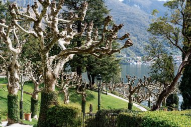 Villa Balbianello parkında sarmaşıkla kaplı bir uçak ağacı. İtalya