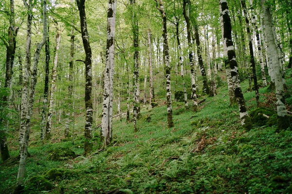 Bosque en una ladera de montaña en el parque de Biogradska Gora. Montenegro —  Fotos de Stock