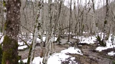 Biogradska Gora Ulusal Parkı 'nda akan nehirleri olan karlı bir orman.