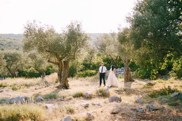Bruidegom en bruid staan in een olijfgaard, hand in hand — Stockfoto