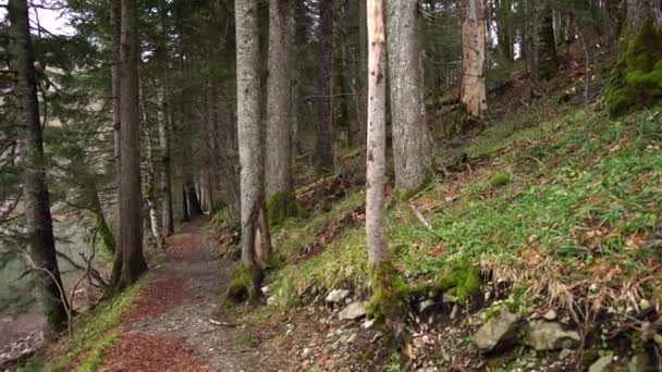 Spazierweg zwischen Bäumen am Berghang im Nationalpark Biogradska Gora — Stockvideo