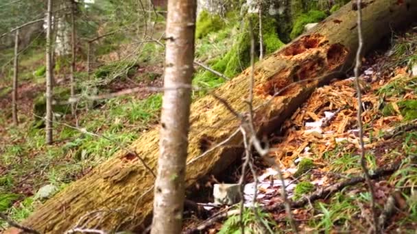 在Biogradska Gora国家公园，被甲虫吃掉的老树躺在山坡上 — 图库视频影像