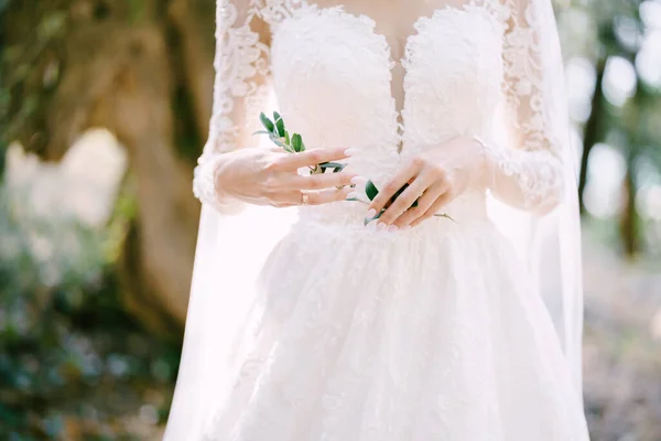 Beyaz işlemeli elbiseli bir gelinin ellerinde yeşil bir filiz. Yakın plan. — Stok fotoğraf