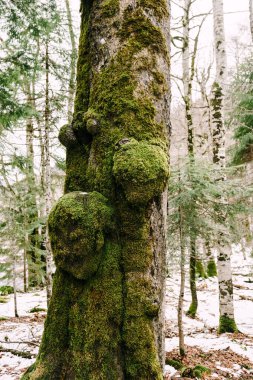 Biogradska Gora parkında yosun kaplı ladin. Karadağ