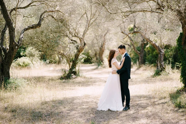 Bruidegom omarmt bruid terwijl ze in de olijfgaard staat — Stockfoto
