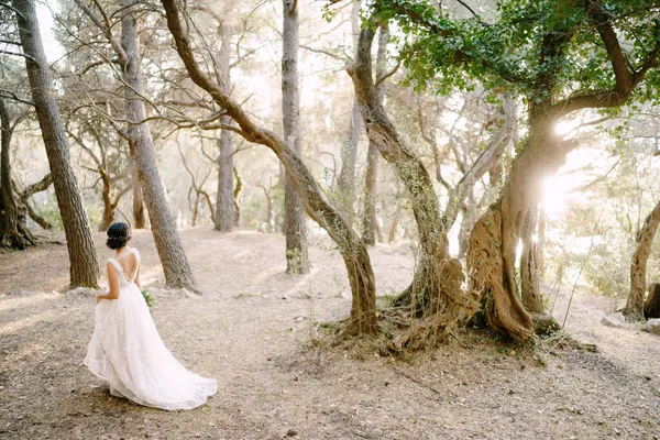 Pengantin wanita berjalan di antara pohon-pohon yang indah di kebun zaitun, kembali melihat — Stok Foto
