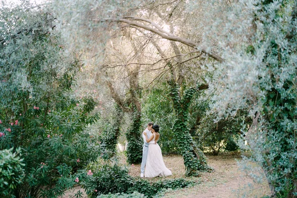 A menyasszony és a vőlegény ölelkeznek a borostyánnal összefonódott fák között egy olajfaligetben. — Stock Fotó