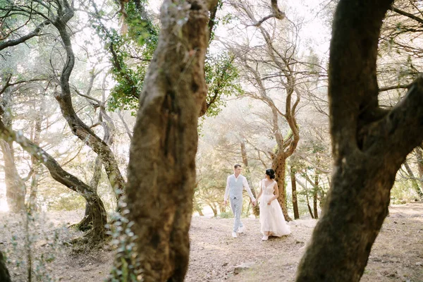신랑 신부가 올리브 나무 사이에서 손을 잡고 걷고 있다 — 스톡 사진
