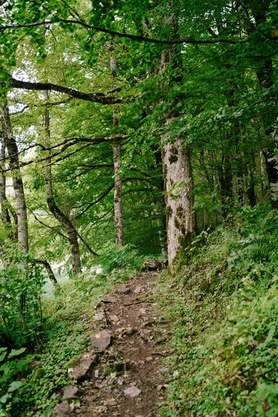 Biogradska Gora parkındaki dağ yolu. Karadağ
