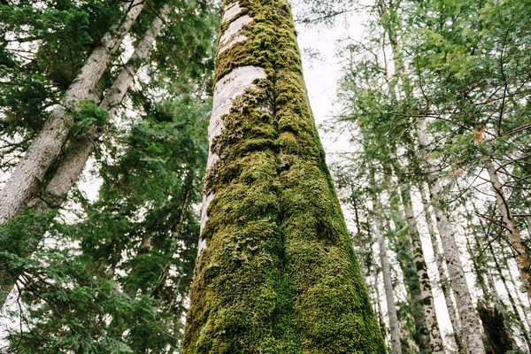 El tronco del árbol es cubierto por el musgo. Biogradska Gora, Montenegro —  Fotos de Stock