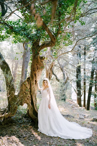 Noiva em um vestido branco com um véu fica perto de uma bela árvore no parque — Fotografia de Stock