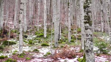 Biogradska Gora Ulusal Parkı 'ndaki ormanda yosun kaplı ağaç gövdeleri