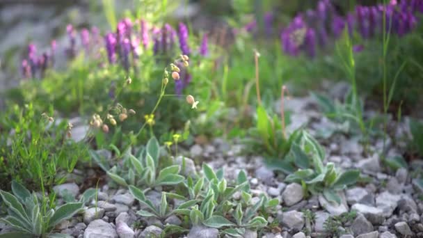 Комахи літають над квітучими лісовими квітами серед каменів — стокове відео
