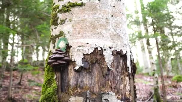 Des polypores poussent sur l'écorce d'un arbre sous le signe du sentier de randonnée — Video