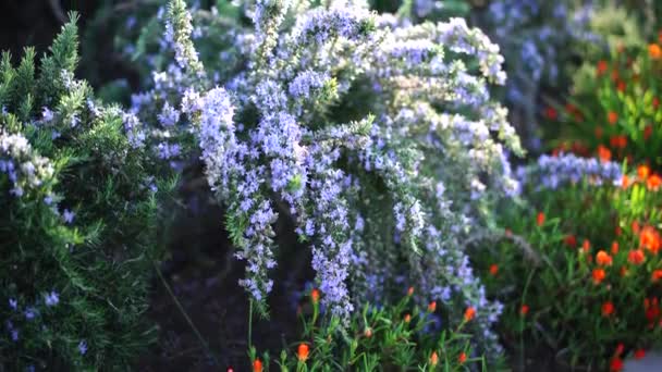Rosemary blooms on green bushes with blue flowers — Stock Video