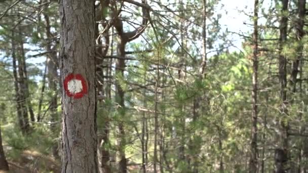 Sinal de uma trilha de caminhada na floresta em uma árvore — Vídeo de Stock
