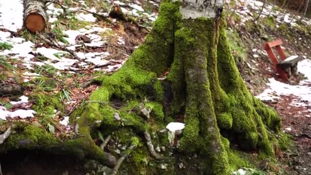 Tronc d'arbre recouvert de mousse près d'un banc dans le parc Biogradska Gora — Video