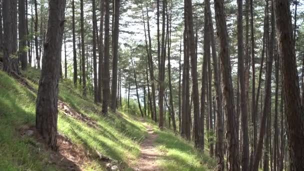 Wanderweg im Wald zwischen hohen Bäumen — Stockvideo