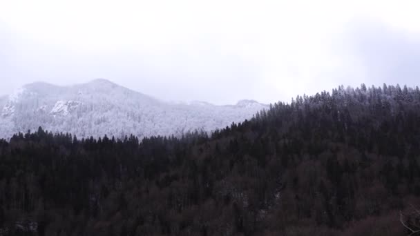 Biogradska Gora 국립 공원에 숲으로 덮여 있는 산들 — 비디오