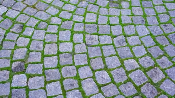 Pavimento con juntas cubiertas de musgo verde — Vídeos de Stock