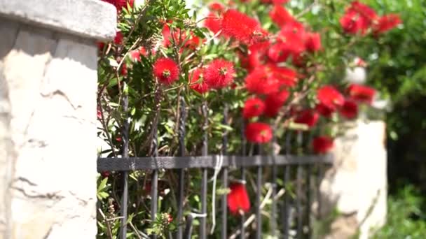Tufișuri de callistemon roșu înfloresc în spatele unui gard metalic — Videoclip de stoc