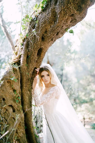 Panna młoda w białej sukience z welonem opartym o drzewo — Zdjęcie stockowe