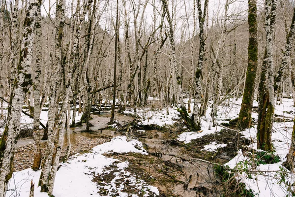 O rio corre sob a neve no parque Biogradska Gora. Montenegro — Fotografia de Stock
