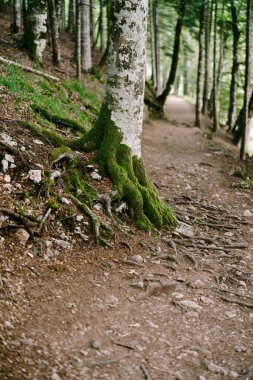 Biogradska Gora parkında yosunlu ağaçların kökleri. Karadağ