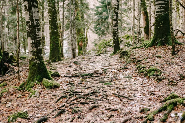 Ścieżka na zboczu z korzeniami drzew w liściach. Biogradska Góra. Czarnogóra — Zdjęcie stockowe